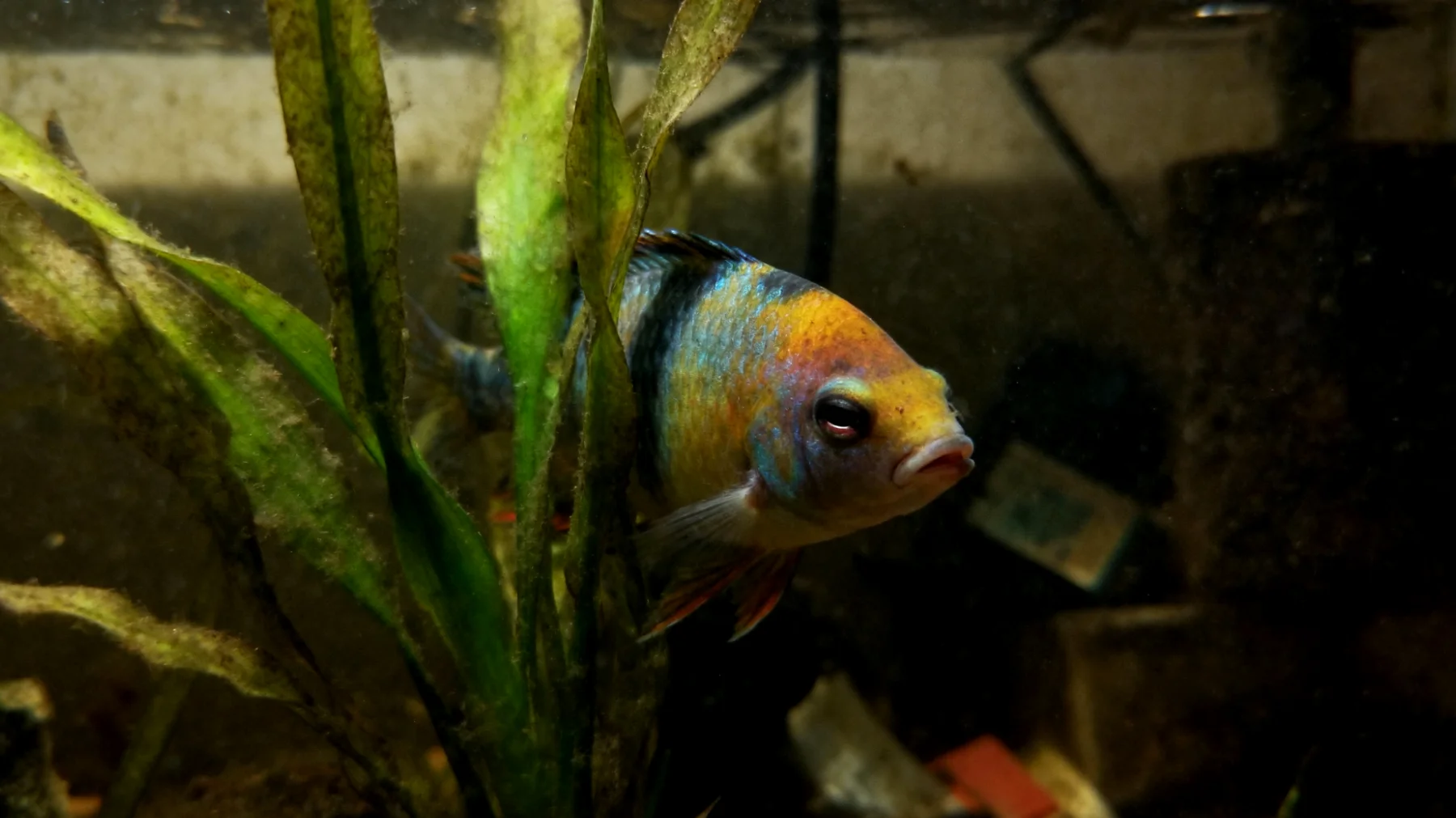 Fische in Aquarien können unter Stress leiden durch ungeeignete Wasserbedingungen, Überbesatz, laute Umgebungen oder fehlende Versteckmöglichkeiten, was zu geschwächtem Immunsystem und Krankheiten führen kann"