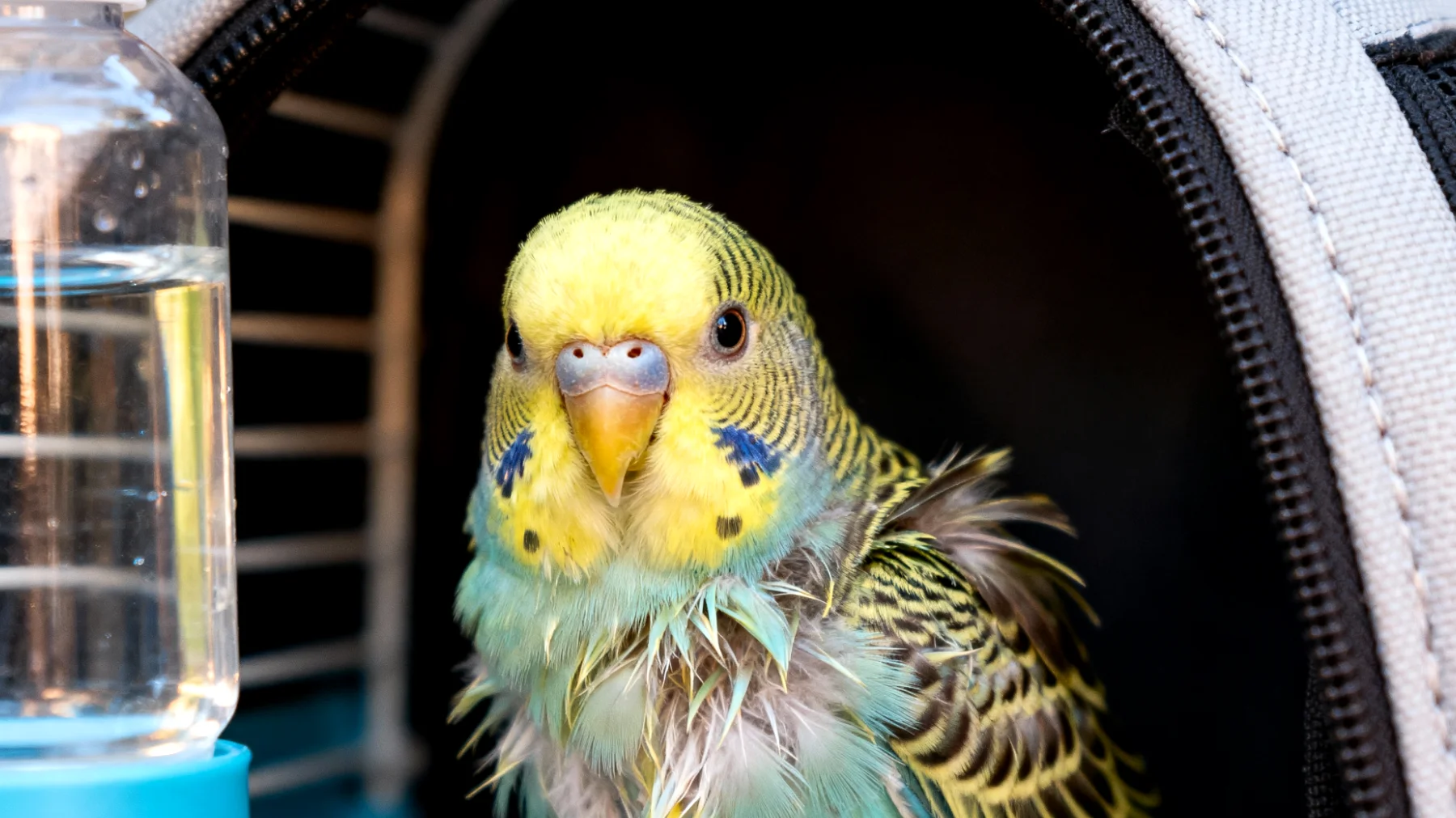 Wellensittiche leiden während Reisen häufig unter Stress, Dehydrierung und Temperaturschocks, was zu gesundheitlichen Problemen führen kann"