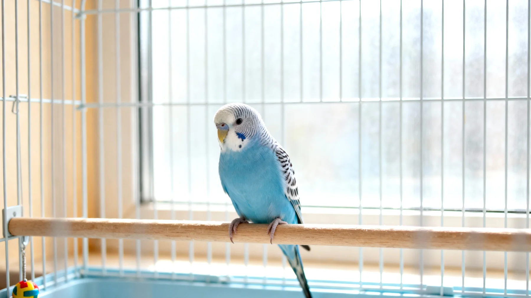 Wellensittiche benötigen natürliche Lösungen zur Unterstützung ihrer Gesundheit in Innenhaltung, da der Gartenkontext für diese Ziervögel nicht zutrifft"