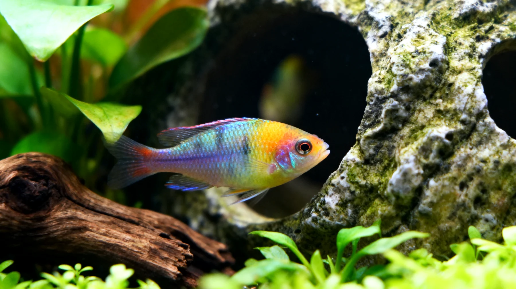 Junge Fische benötigen im Aquarium altersspezifische Beschäftigung und Anreicherung ihrer Umgebung, um gesund heranzuwachsen und natürliche Verhaltensweisen zu entwickeln"