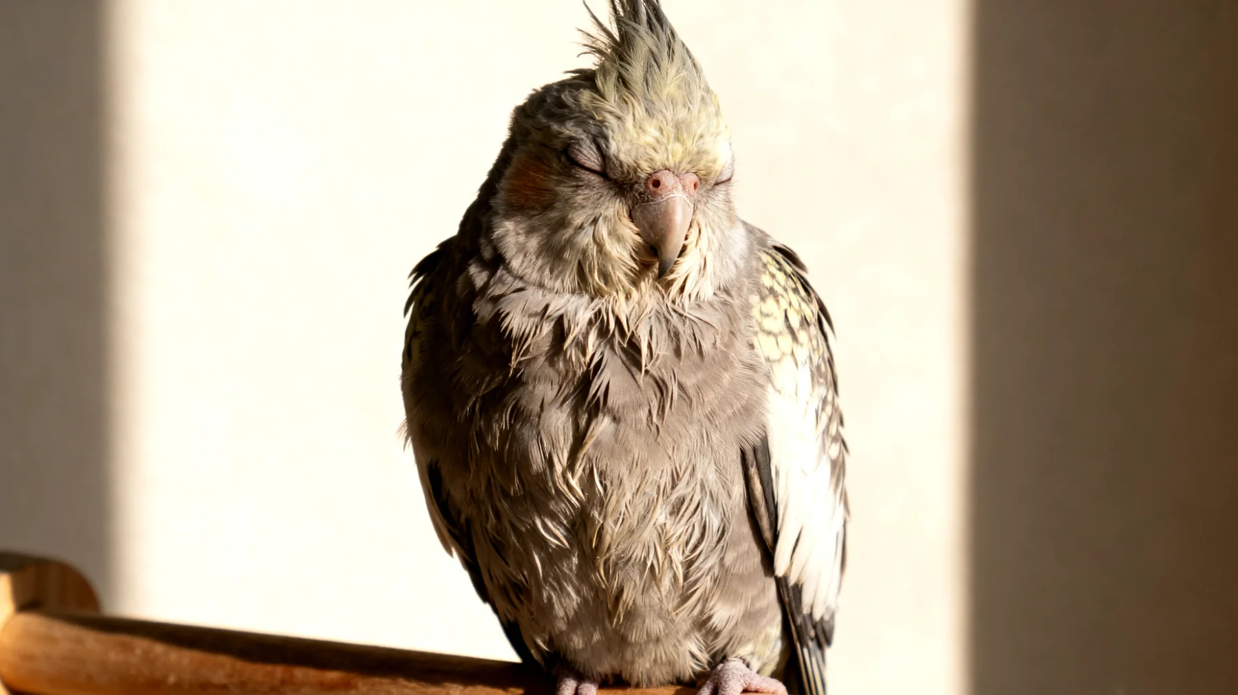 Ältere Nymphensittiche zeigen häufig Verhaltensänderungen wie verminderte Aktivität, Rückzug oder Aggressivität aufgrund altersbedingter Beschwerden, kognitiver Veränderungen oder chronischer Schmerzen, was besondere Trainings- und Verhaltensanpassungen erfordert"